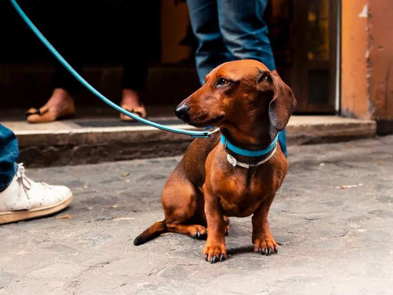 Are Dogs Allergic To Asparagus